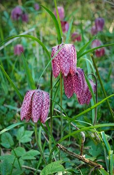 Snake&rsquo;s head fritillary (Fritillaria meleagris) blooming in a small moist woodland hollow in the B&uuml;kk Mountains, Hungary, rare protected spring flower.