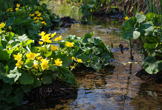 Bright yellow marsh marigold (Caltha palustris) flowers growing along a shallow forest stream in springtime.