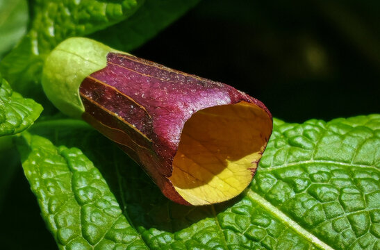 Close-up of Scopolia carniolica, a rare and poisonous forest plant with dark bell-shaped flowers, growing in shaded woodland habitat in spring.