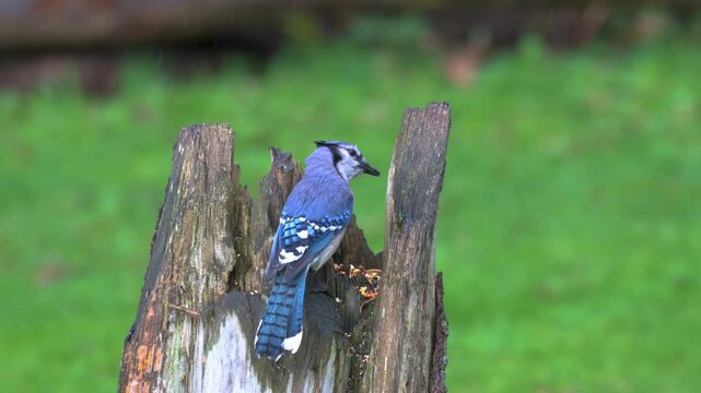 A Bluejay stores numerous seeds in a special throat pouch (sublingual pouch) to carry away and bury for later, rather than eating them immediately.  Beautiful bird in many shades of blue.