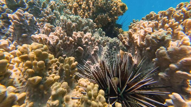 Underwater footage of a Banded sea urchin (Echinothrix calamaris) on a coral reef in Nha Trang, Vietnam, Shows unique marine behavior and reef life interaction.
