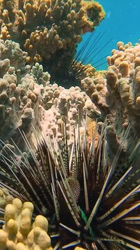 Underwater footage of a Banded sea urchin (Echinothrix calamaris) on a coral reef in Nha Trang, Vietnam, Shows unique marine behavior and reef life interaction.