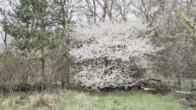 Blooming spring tree in garden filled with harmony