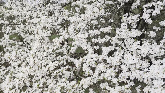 Blooming spring tree in garden filled with harmony