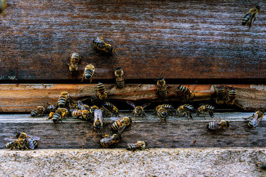 bienen