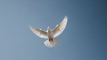 Fototapeta premium A white dove with outstretched wings in flight against a clear blue sky