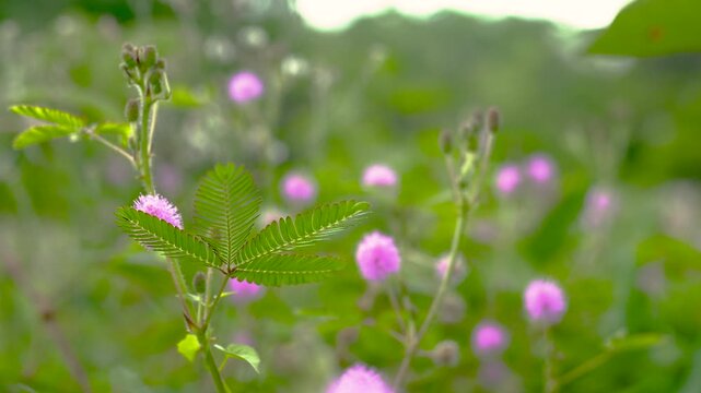 Close up macro of a pink Sensitive Plant (Mimosa pudica) flower. Fluffy purple wildflower head with green buds and bokeh background.