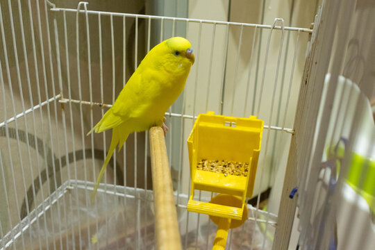 Bright yellow budgie sits on a stick in its cage with a feeder during the evening light