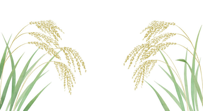 Golden Rice Ears with Green Stems Illustration on  transparent Background300dpi
