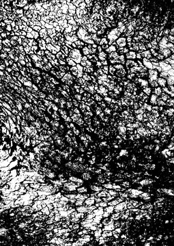 Large vector tree bark texture with a transparent background