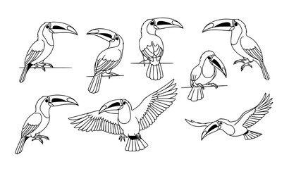 Stylized toucan line art vector collection with elegant tropical birds in different poses isolated on white © MdHacib