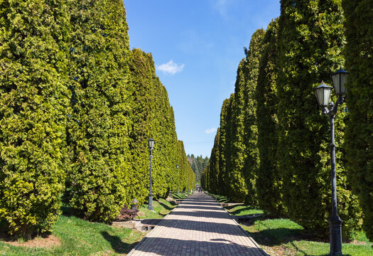 Kislovodsk Nature Park. Beautiful avenue of thuja trees with walking path frames Valley of Roses in middle park at altitude of 915 meters above sea level on sunny day. Travels and outdoor recreation