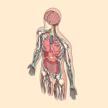 Human Anatomy Illustration Showing Internal Organs.