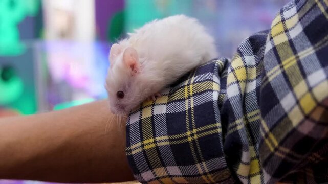 The Long Walk: Bonding with My Albino Best Friend, "Snowy Paws: Walking Up My Arm&rdquo;