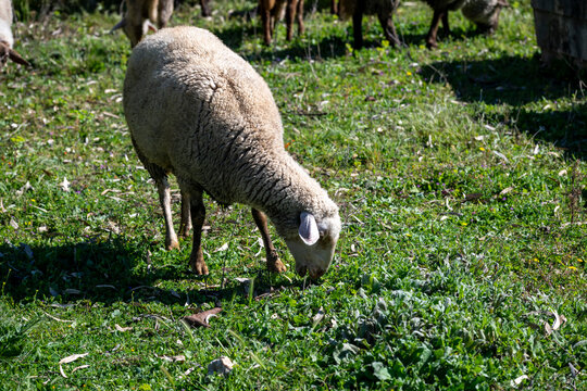 The Rouge du Roussillon is an endangered breed of sheep from southern France. It is primarily raised in the French Mediterranean countryside for lamb meat. The American Tunis or Tunis is an endangered