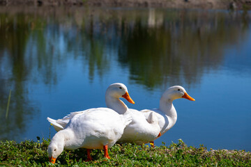 Fototapeta premium The Pekin or White Pekin is an American breed of domestic duck, raised primarily for meat. It derives from birds brought to the United States from China in the nineteenth century, and is now bred in m