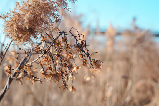 Common reed (Phragmites australis) with dried seed heads and slender stems swaying gently in early spring breeze against soft-focus background