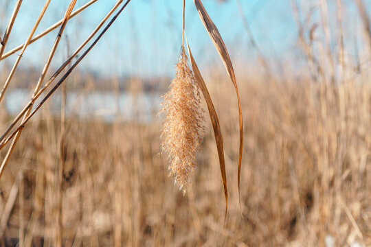 Common reed (Phragmites australis) with feathery seed heads sways gently in early spring breeze against blurred wetland background