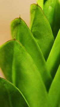 Macro of green tropical leaf, Natural pattern