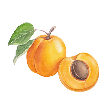 Watercolor Apricot with Leaf and Half Fruit 