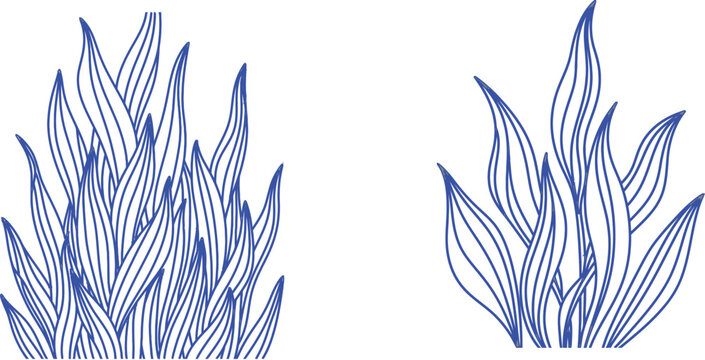 Blue seaweed two clusters on white background underwater