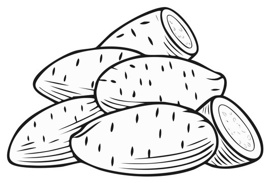Pile of sweet potatoes vector illustration, raw yams, cartoon style outline