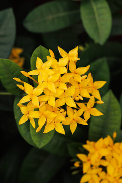 Vivid yellow Ixora coccinea corymb against deep dark-green foliage. Star-shaped florets, dense cluster. Garden shrub, ornamental flower, botanical photography