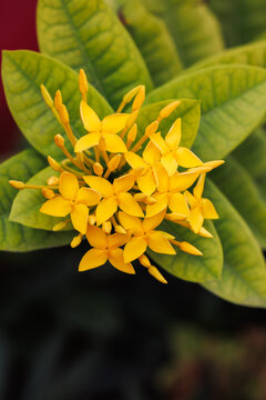 Yellow Ixora coccinea corymb nestled among large vivid yellow-green leaves. Low angle, dark background. Ornamental shrub, botanical garden, flower and foliage photography