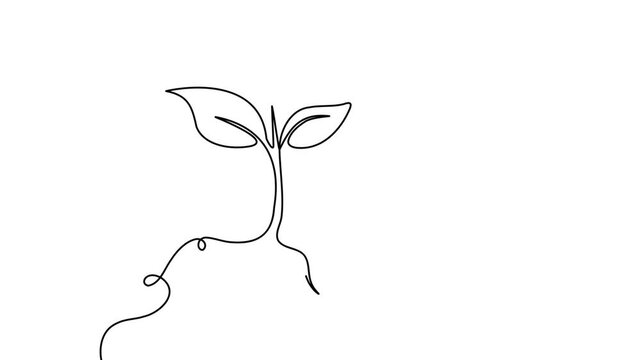 Plant growth one line drawing 4K Animation Video smooth loop eco natural concept
