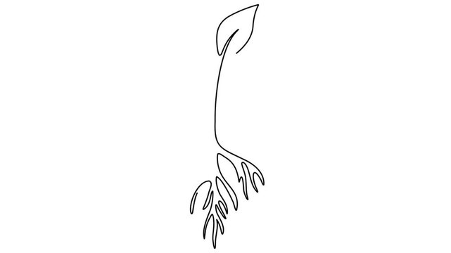 Plant growth one line drawing 4K Animation Video smooth loop eco natural concept
