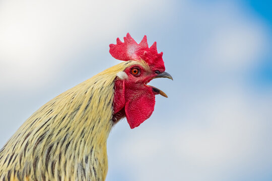 Close up portrait of rooster with bright red comb and detailed plumage on soft blurred background isolated natural image