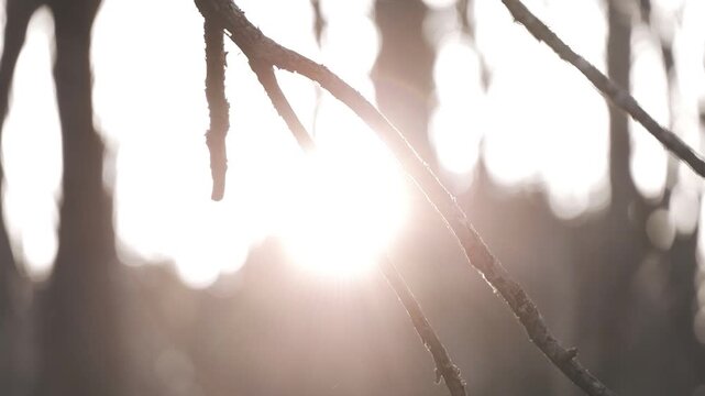 太陽を背景に冬枯れの森の木々のシルエット