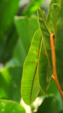 Exotic tropical foliage with vibrant orange petiole (Philodendron Billietiae)