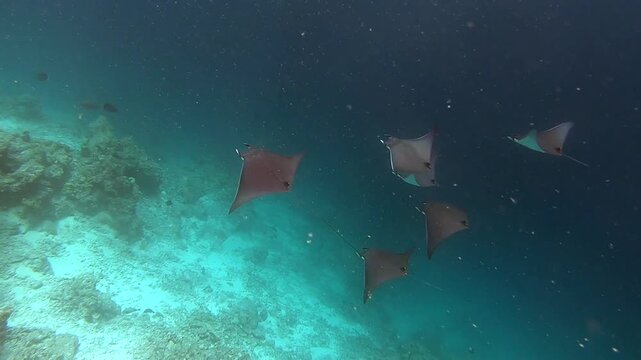 The bentfin devil ray (Mobula thurstoni), also known as the lesser devil ray, smoothtail devil ray, smoothtail mobula or Thurston's devil ray, is a species of ray in the family Mobulidae, Indian Ocean