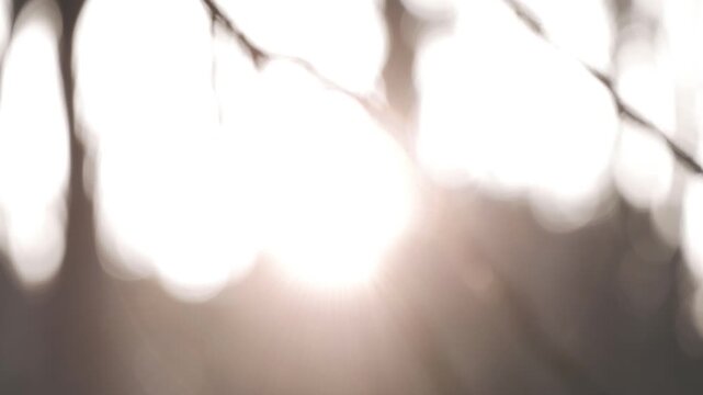 太陽を背景に冬枯れの森の木々のシルエット