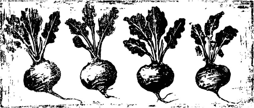 Four beetroot roots with leafy greens in vintage botanical drawing