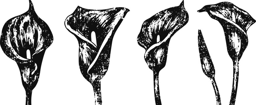 black and white calla lily sketches collection floral hand drawn botanical line art with leaves and buds