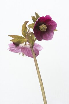 Lenten rose (Helleborus orientalis hybrids "Joan Bridges"), Emsland, Lower Saxony, Germany