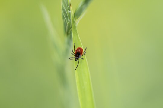 Female tick, Castor Bean Tick (Ixodes ricinus) lurks on a blade of grass, Bavaria, Germany