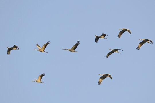Cranes (Grus grus) in flight, Brandenburg, Germany