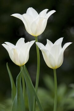 Tulip 'White triumphant "(Tulipa hybrid)