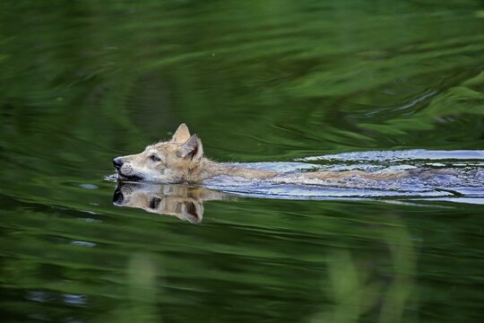 Gray wolf (Canis lupus), young animal swimming in water, Pine County, Minnesota, USA