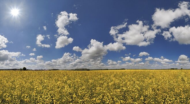 White clouds against a blue sky over a bright yellow rape field,"Ritter- und R&ouml;merweg", trail of the "Knights and the Romans" near Erkertshofen, Titting, Altm&uuml;hltal Nature Park, Bavaria, Germany