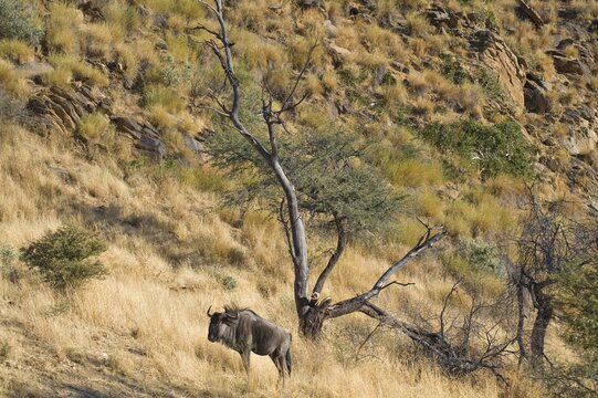 Blue Wildebeest (Connochaetes taurinus), Dan Viljoen National Park, Namibia, Africa