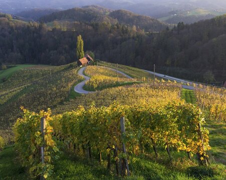 "Herzerlstra&szlig;e", a heart-shaped road amidst the vineyards in the evening light, &Scaron;pičnik, Pe&scaron;nica, Slovenia