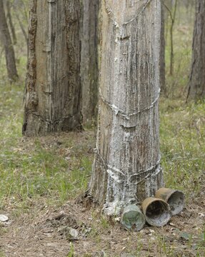 Pitch trees, Hernstein, Triestingtal valley, Lower Austria, Austria, Europe