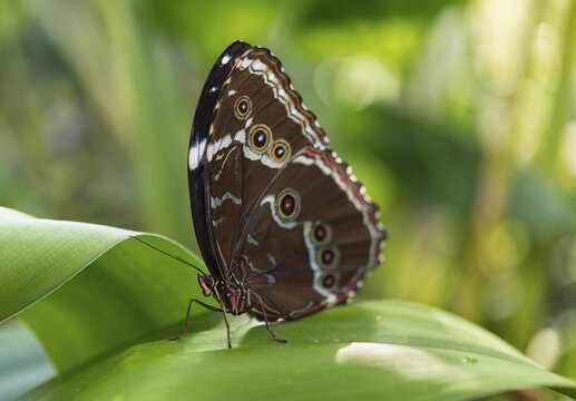Blue Morpho (Morpho peleides), captive, Munich