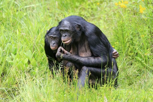 Bonobo, pygmy chimpanzee (Paniscus), adult, female, mother, young, social behaviour, alert, endangered species, captive