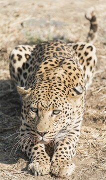 Leopard (Panthera pardus), Khomas, Namibia