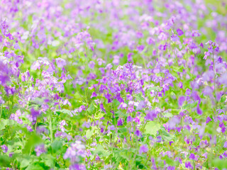 Obraz premium 一面のムラサキハナナ（オオアラセイトウ）の花畑。春の公園や花壇を彩る風景。自然風景素材